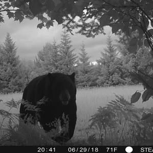 Meet your Posher, Bobby